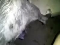 Dirty man forced beastiality sex with pet dog